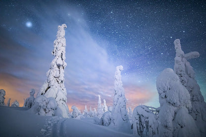 Snow-draped trees in Riisitunturi fell, Finland, under starry sky.
