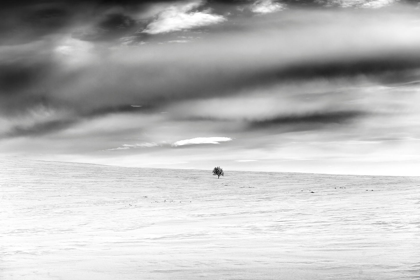 Black and white photography capturing a single mountain birch standing firm in the frozen Arctic wilderness.