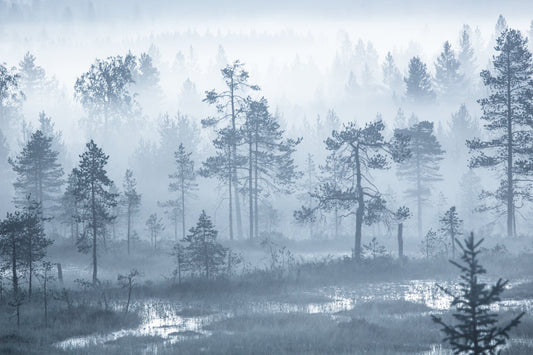 Dense morning fog shrouding grassy marshland and forest, tree crowns visible, distant trees silhouetted.