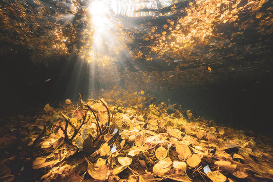 Underwater golden autumn leaves illuminated by sunlight, magical effect.