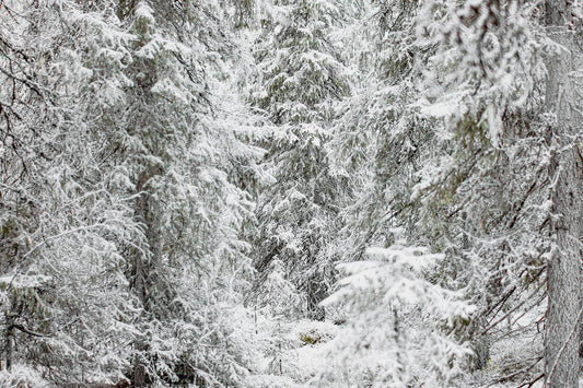 An old spruce forest is covered in early winter snow.