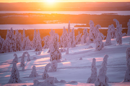 A purplish-hued sunrise illuminates the snow-covered terrain and snowy trees atop Riisitunturi during midwinter.