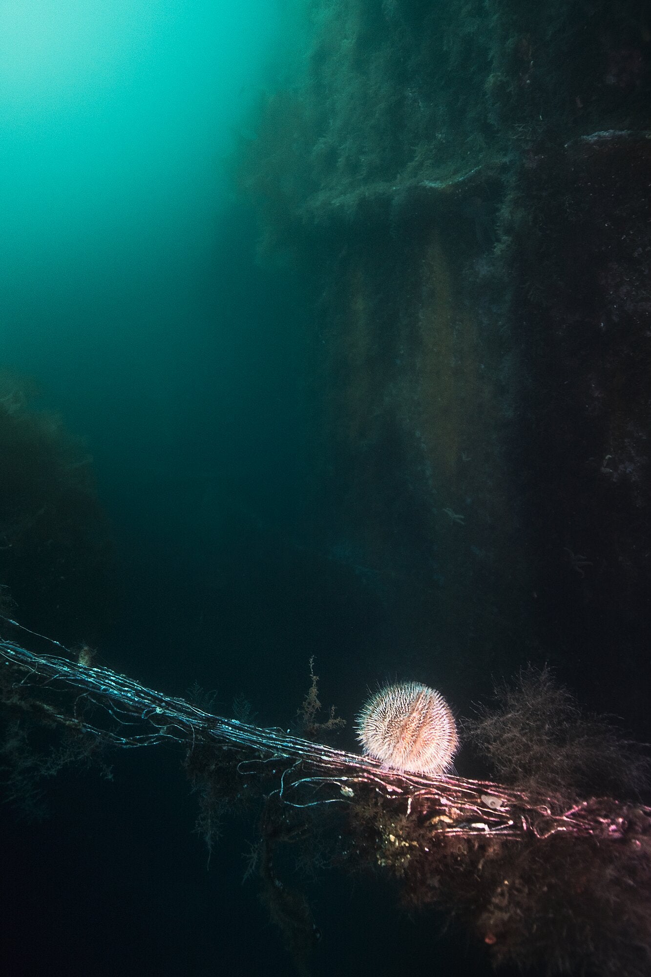An eerie atmosphere is evoked by a photograph of a sea urchin situated near a sunken wreck.