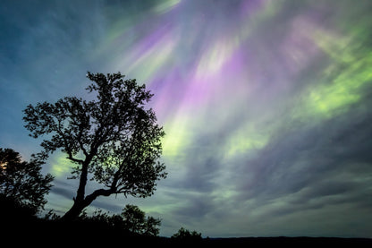 A mountain birch tree silhouetted against the flickering Northern Lights peeking through the clouds on an autumn night.