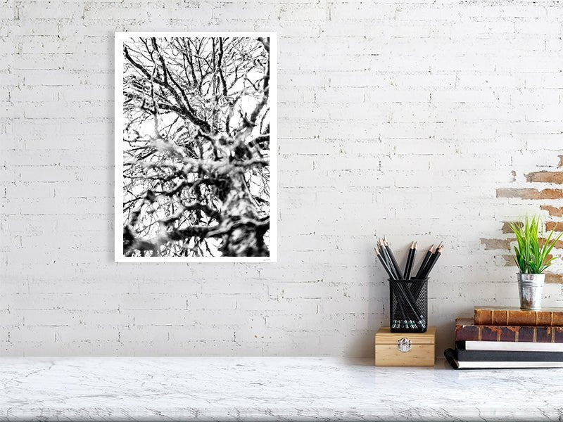 Fine art photography print of a black and white close-up of a winter birch tree, displayed on a white wall in a living room.