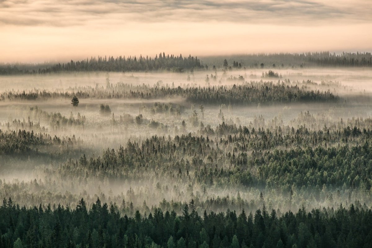 Aerial view of northern forest shrouded in mist and clouds, morning sunlight.