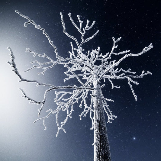 Frosty deadwood illuminated by moonlight.