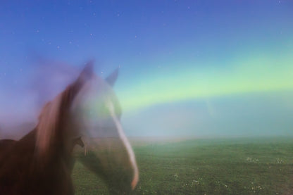 Long exposure photo, horses in pasture with Northern Lights antlers.