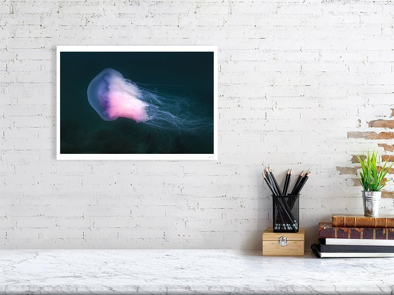Photo print of large violet jellyfish drifting in Norwegian Sea, white living room wall.