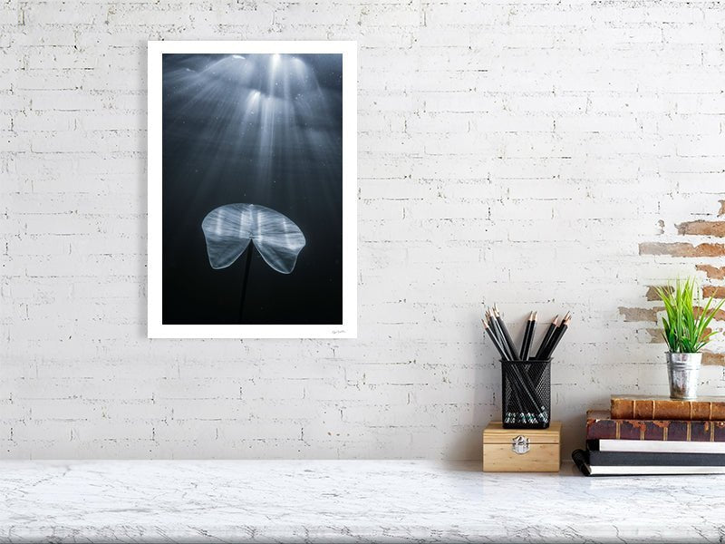 Photo print of underwater water lily leaf reaching for light, white living room wall.