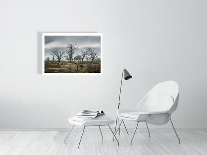 Photo of autumnal mountain birches against overcast sky, white living room wall.