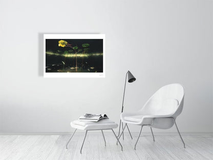 Photo print of perch swimming beneath water lilies in lake, white living room wall.