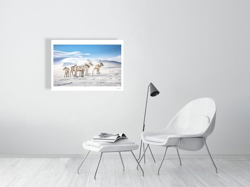 Reindeer photo print, Arctic highlands, winter sun, displayed on white living room wall.