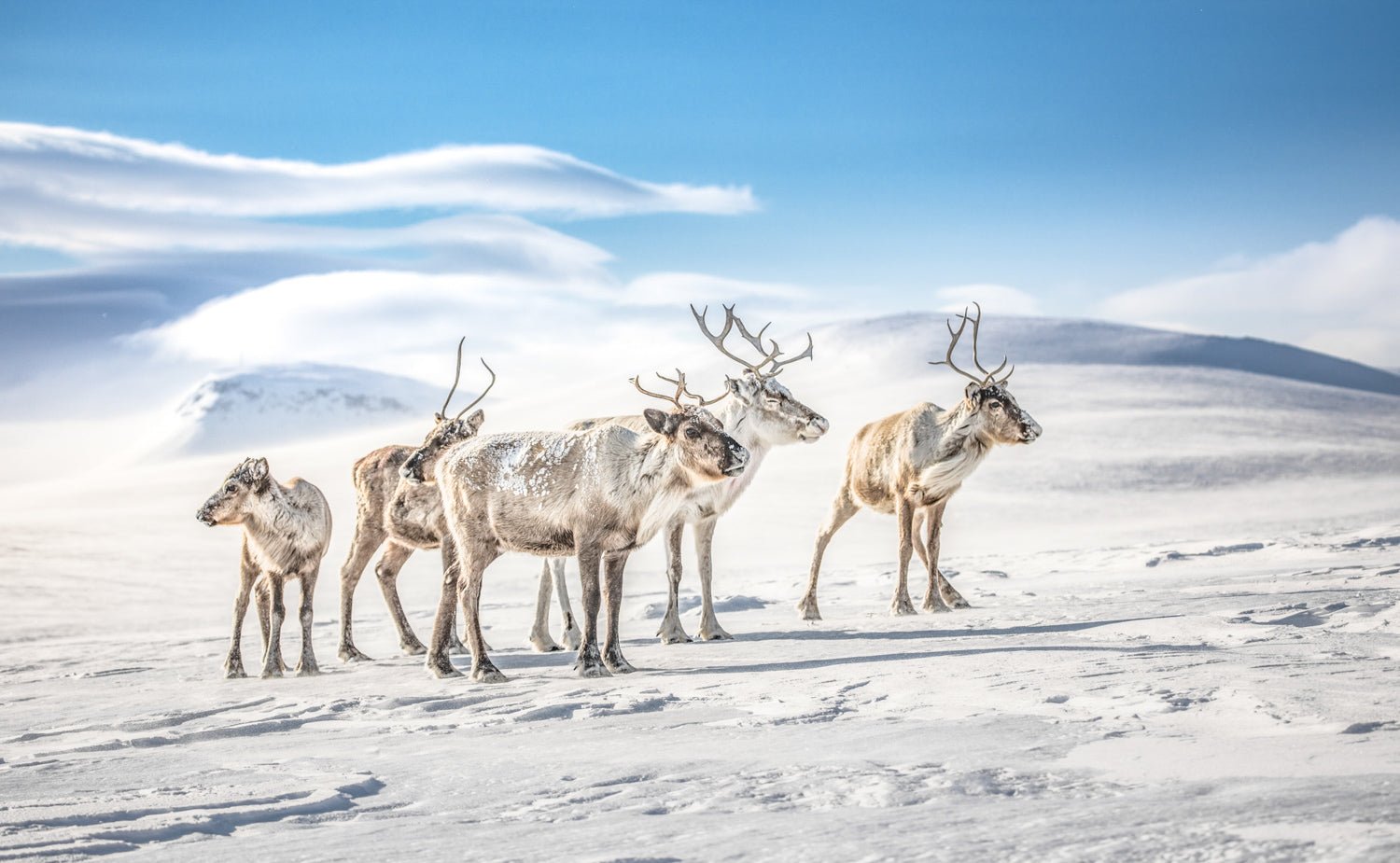 Reindeer in Arctic highlands, basking in winter sun, snowdrifts, fells in backdrop.