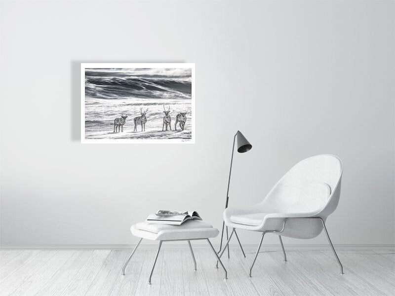 Photo print of reindeer herd in Arctic wilderness, snow and ice, wind blowing snow, on white wall.