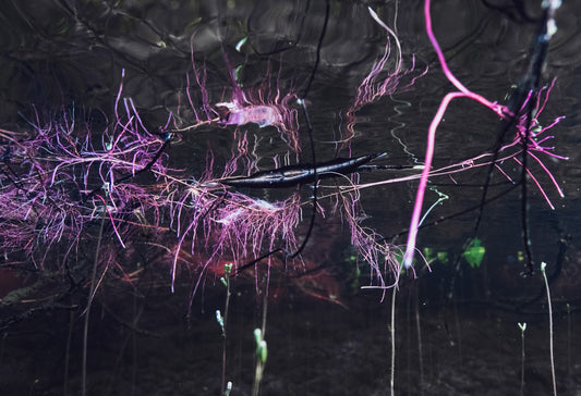 Underwater photograph of pink willow roots reflected on water's surface.