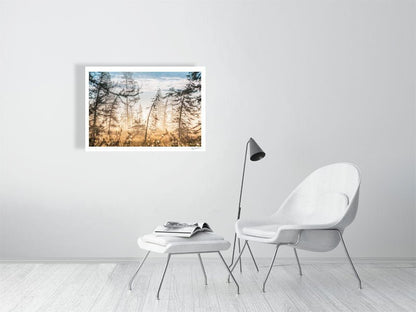Photo print of marshy forest at sunrise, morning dew glistens on shrubs, white living room wall.