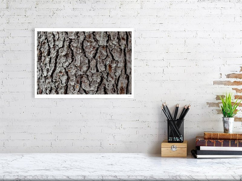 Fine art photo print of old spruce tree bark close-up, white living room wall.