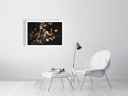 Fine art print of aspen tree with fiery leaves, displayed on white living room wall.