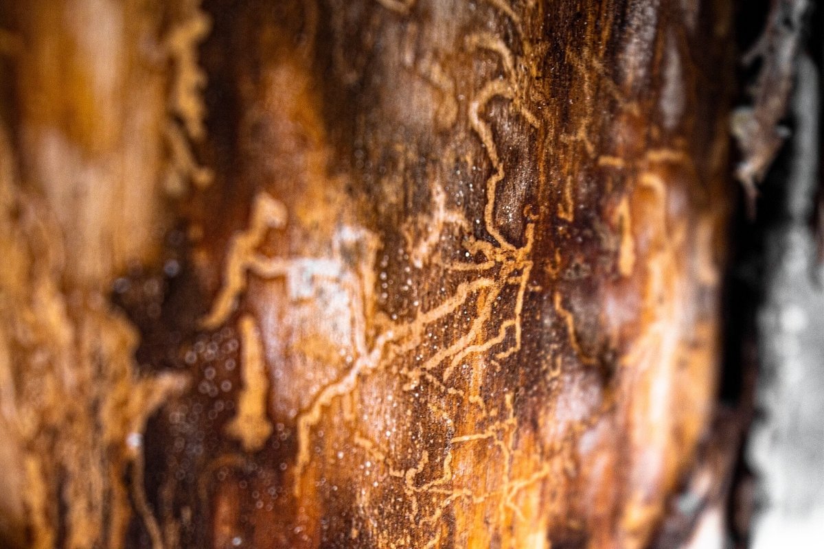 Close-up tilt-shift lens image of bark beetle marks on tree, highlighting the damage caused by the insects.