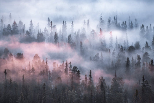 Morning fog with purple hues shrouding boreal forest, trees disappearing into the mist.