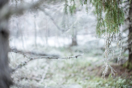 Frosted spruce forest captured in early winter using a tilt-shift lens.