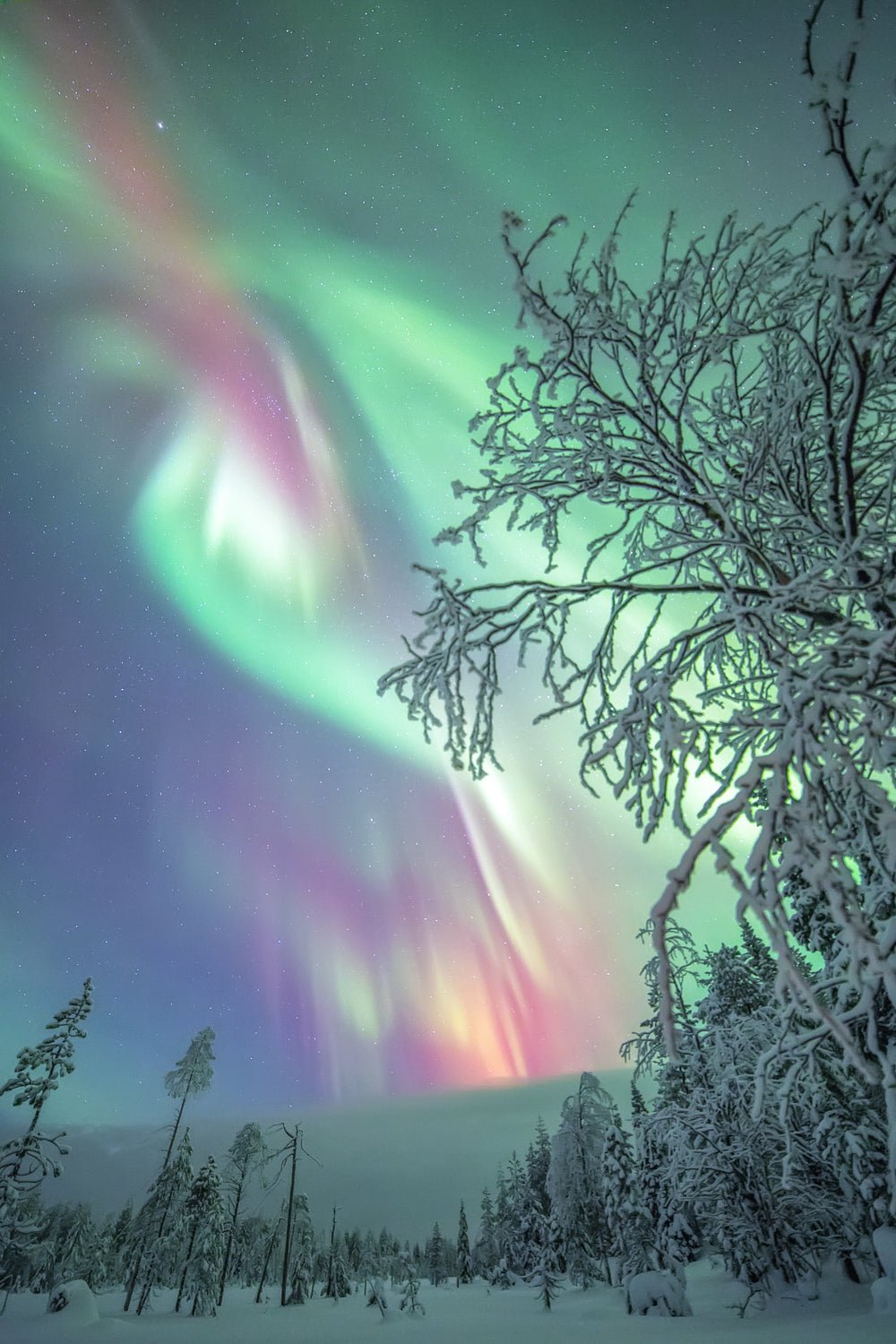 Photograph of vibrant aurora borealis lights up the winter night sky over snowy forest in remote northern wilderness.