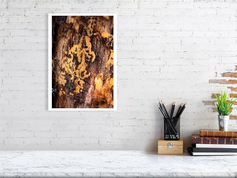 Fine art photography print of a close-up of bark beetle marks on a tree, displayed on a white wall in a living room.