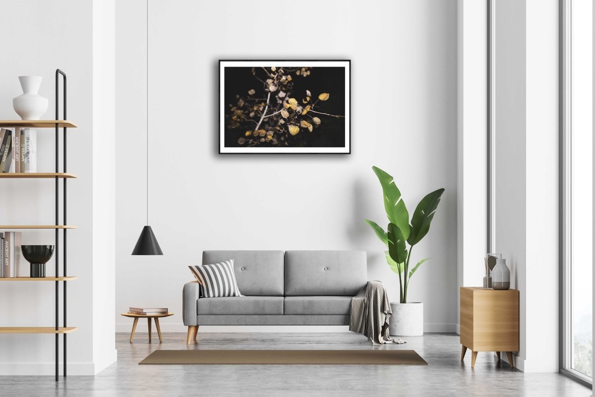 Fine art print of aspen with russet leaves on black, on white wall above modern sofa.