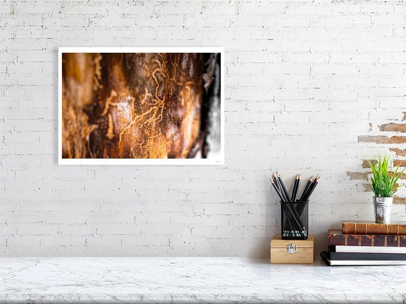 Fine art photography print of a close-up tilt-shift image of bark beetle tracks, displayed on a white wall in a living room.