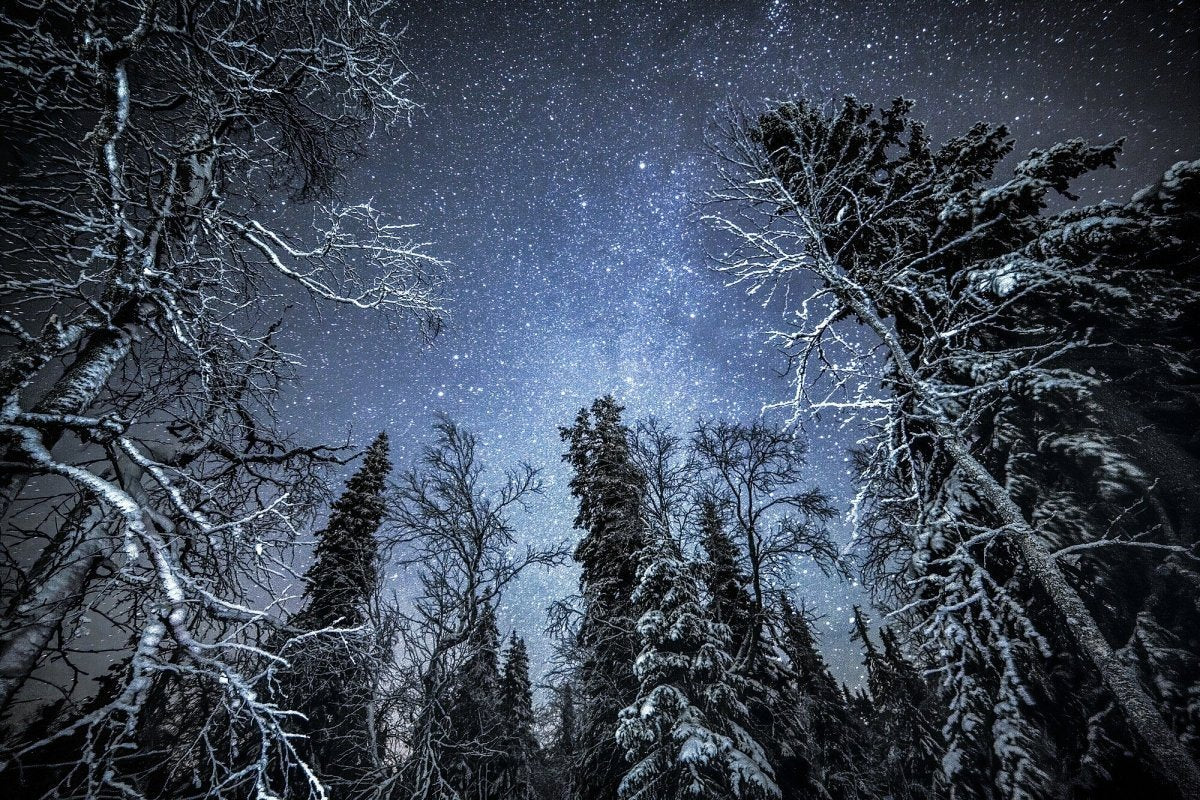 Illuminated trees in winter forest under starry sky, cold atmosphere.
