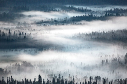 Dreamlike boreal forest in the morning mist.