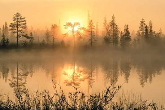 Golden hour forest pond sunrise, mirror-like water, golden glow.