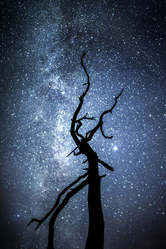 Deadwood tree silhouetted against starry night sky with Milky Way.