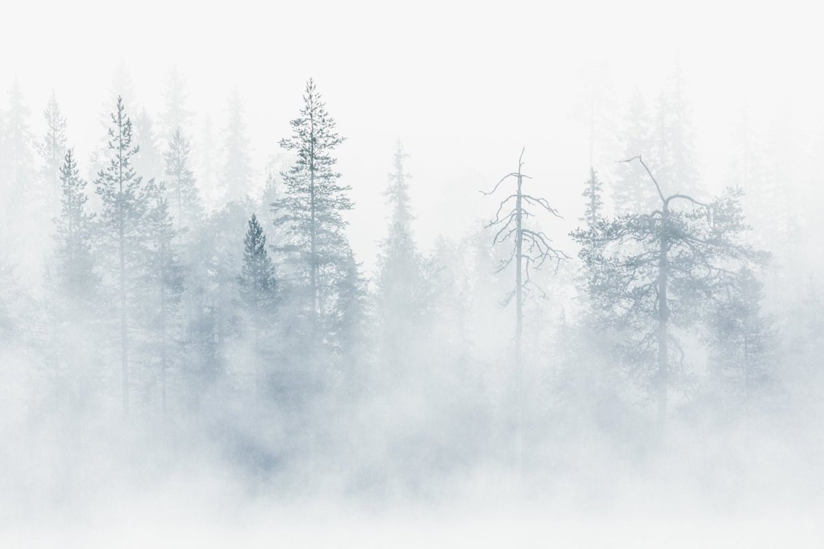 Northern forest veiled in mist, trees in silhouette, white mist on land and sky.