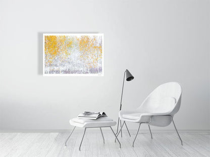 Autumn birch forest snowfall, ICM photo, blurry trees, fine art print, white living room wall.