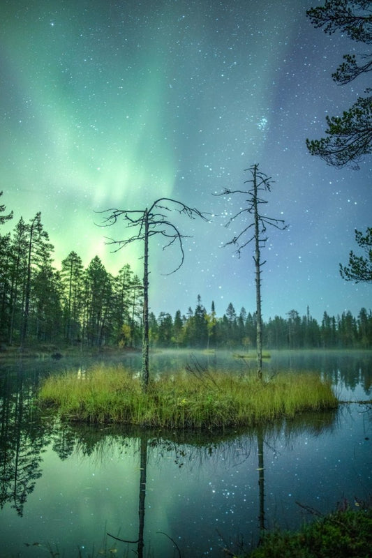 Autumnal forest pond, island with two pines, Northern Lights and stars reflected in water.