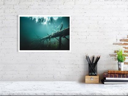 Underwater photo print of fallen tree, plants, sunlight through forest, white living room wall.