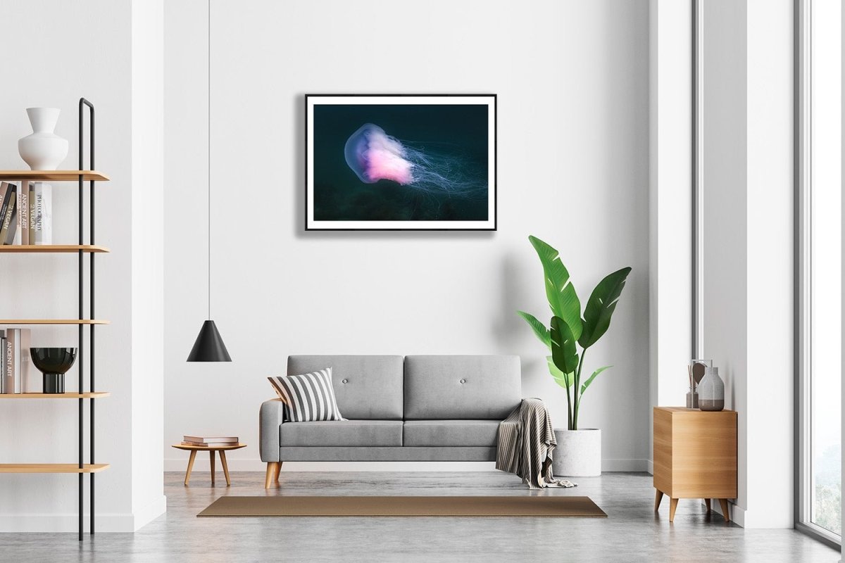Framed photo of large violet jellyfish drifting in Norwegian Sea, white living room wall.