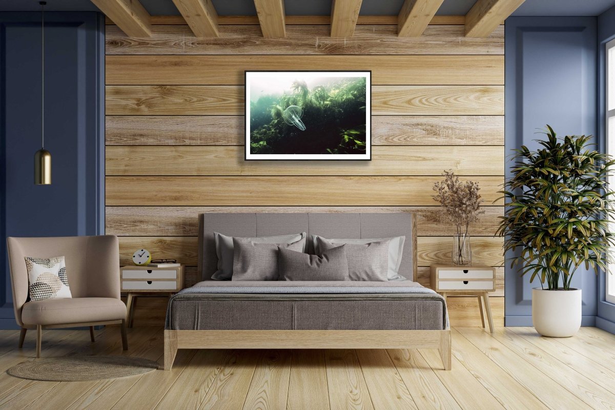 Framed photo of comb jelly gliding through kelp forest, Norwegian Sea, wooden bedroom wall.