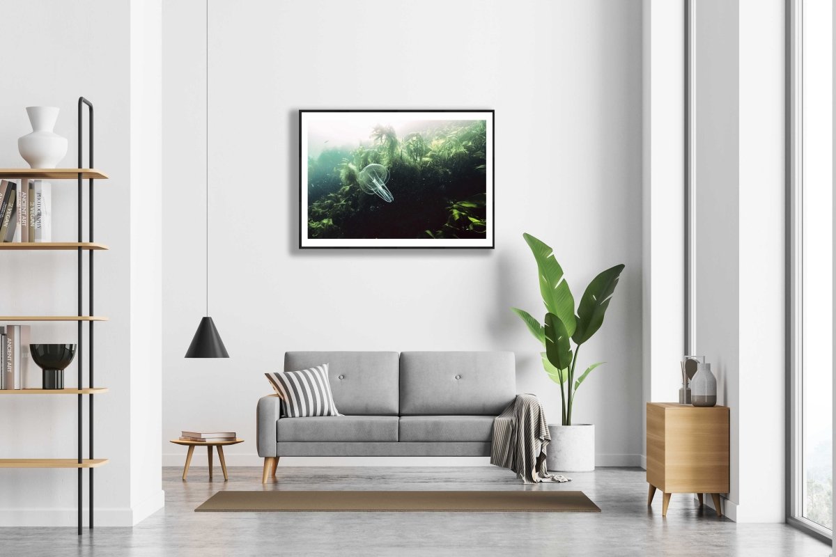 Framed photo of comb jelly gliding through kelp forest, Norwegian Sea, white living room wall