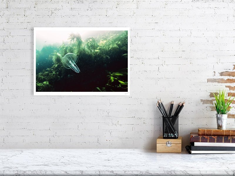 Photo print of comb jelly gliding through kelp forest, Norwegian Sea, white living room wall.