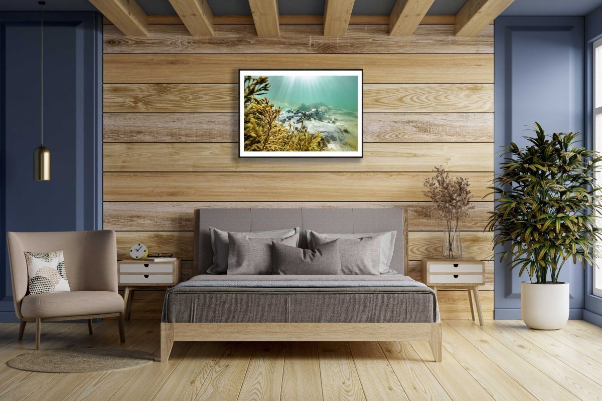 Framed fine art photography print of Sea urchins and bladderwrack bask in sunlight on seabed and is hung on a wooden wall above a bed in a bedroom.