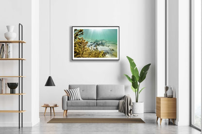Framed fine art photography print of Sea urchins and bladderwrack bask in sunlight on seabed and is hung on a white wall above a bed in a bedroom.