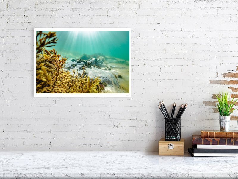 Fine art photography print of a Sea urchins and bladderwrack bask in sunlight on seabed, displayed on a white wall in a living room.