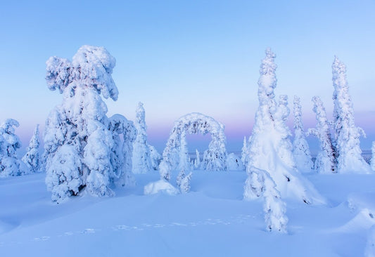 Snowy trees with whimsical fairy-tale forms in pristine Arctic landscape with delicate pastel hues.