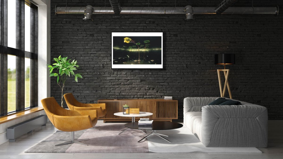 Framed photo of perch swimming beneath water lilies in lake, black brick living room wall.