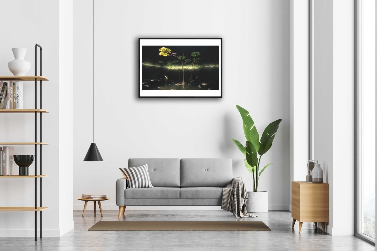 Framed photo of perch swimming beneath water lilies in lake, white living room wall.