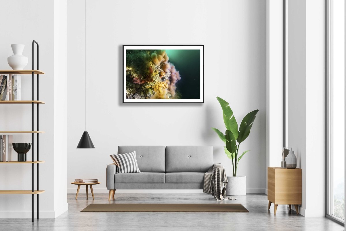 Framed soft corals photo, Salstraumen strait, white wall above sofa in modern living room.