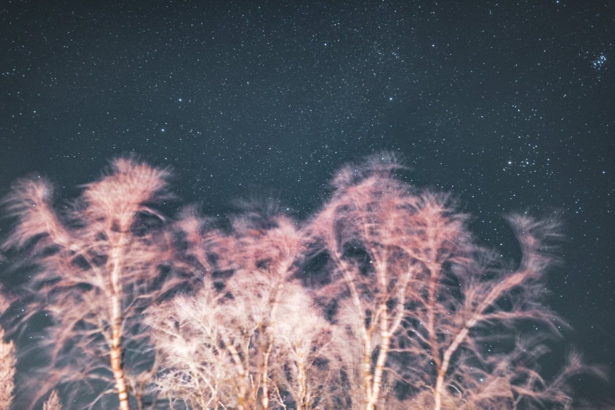 Long exposure winter storm photo of swaying trees with starry sky, tinted with reddish light.